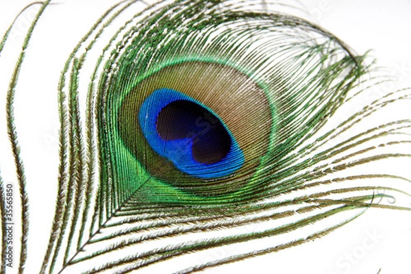 Obraz pfauenfeder #1