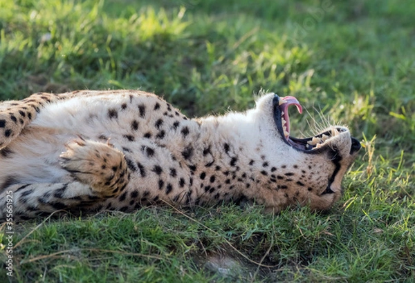 Fototapeta Roaring Cheeta in Jungle