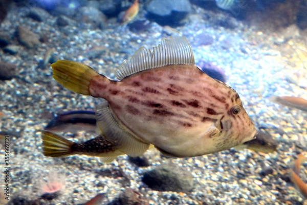 Obraz 水底近くを素早く泳ぐ　おちょぼ口のカワハギ