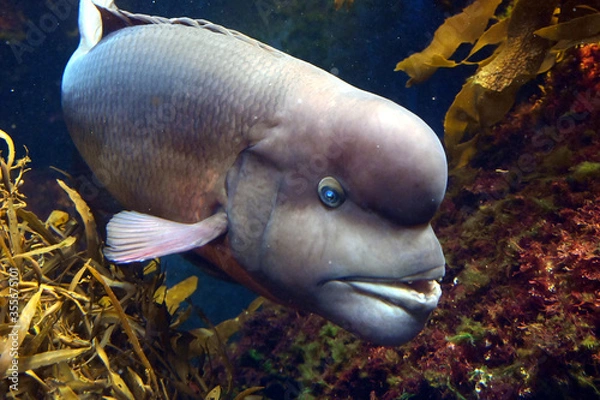 Fototapeta 目を青く光らせて泳ぐ巨大なコブダイの迫力のある姿