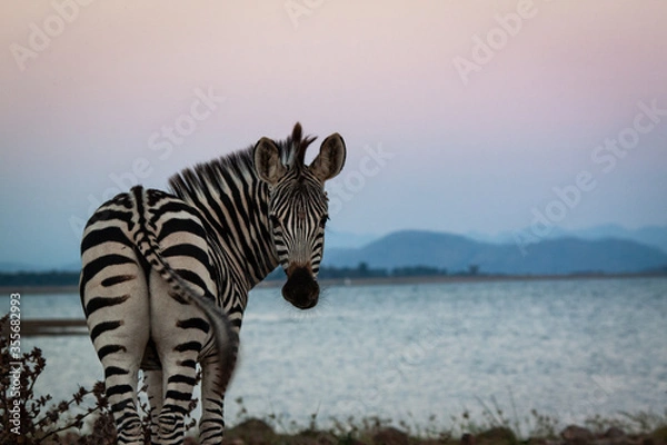 Obraz zebras in the wild