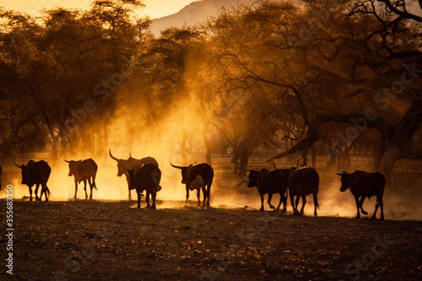 Obraz herd of cattle at sunset