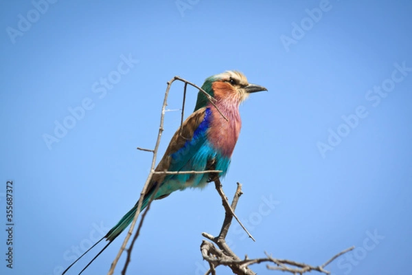 Fototapeta lilac breasted roller on a branch