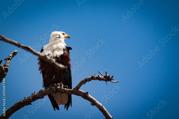 Obraz fish eagle on a branch