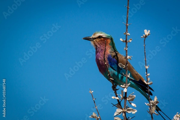 Obraz bird on a branch