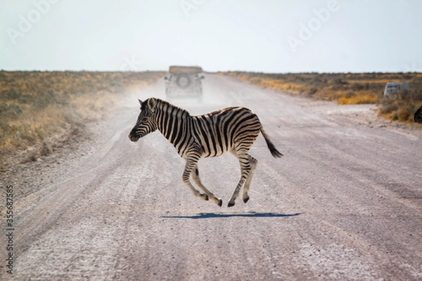 Obraz zebra in the savannah