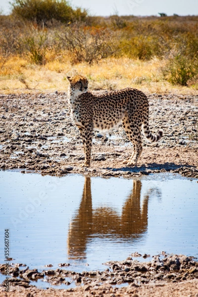 Obraz cheetah in the savannah