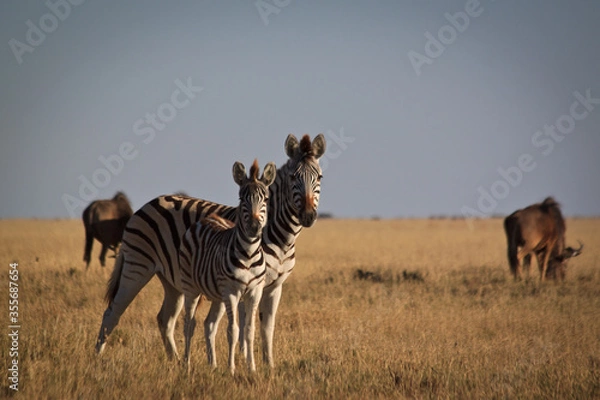 Obraz zebras in the savannah
