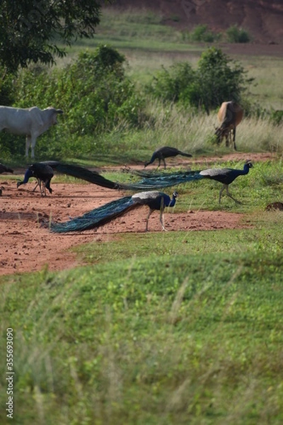 Obraz Peacock is finding food in the evening