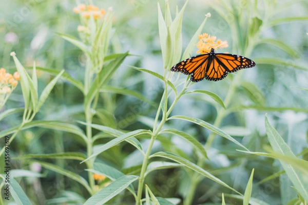 Fototapeta butterfly on a flower