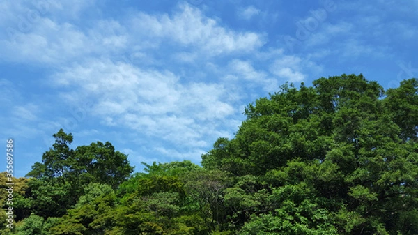 Fototapeta 青空と木