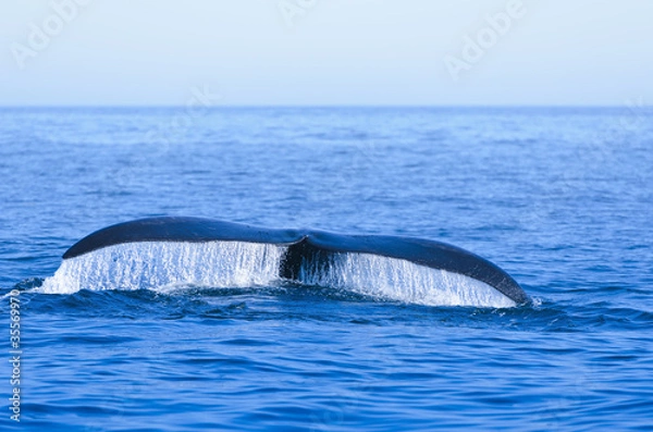 Obraz Wieloryb biskajski północnoatlantycki