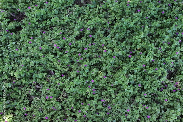 Fototapeta green grass background