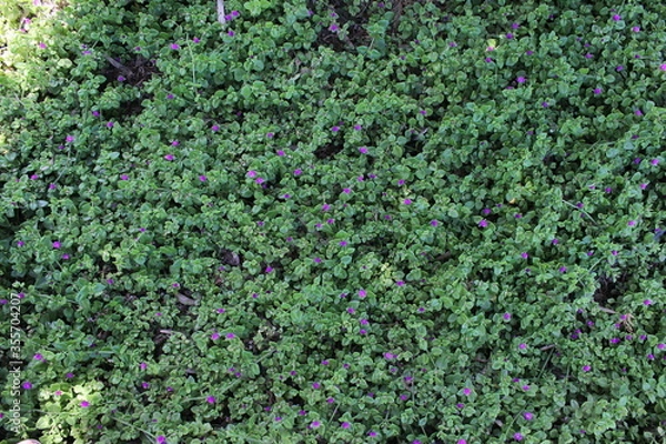 Fototapeta green grass background