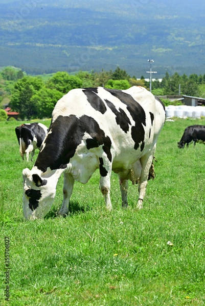 Obraz I went to a ranch with my family by ferry.