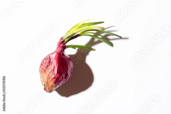 Fototapeta Ugly red onion with green sprouts on a white background with a hard shadow.
