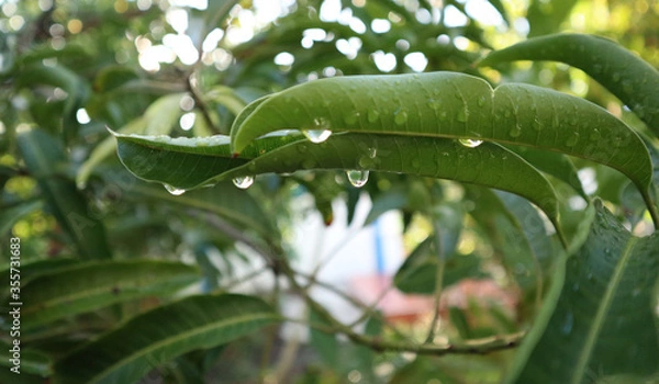 Obraz green leaf with water drops