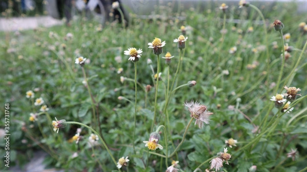 Obraz wild flowers in the meadow