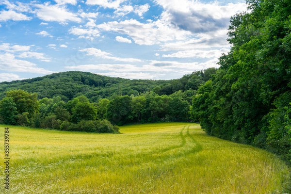 Fototapeta Rural green field landscape with camomile lines and yellow field with blue sky and light white clouds. Windows XP like wallpapers in Germany , Moselle river valley 