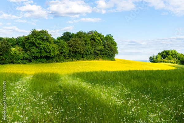 Fototapeta Rural green field landscape with camomile lines and yellow field with blue sky and light white clouds. Windows XP like wallpapers in Germany , Moselle river valley 