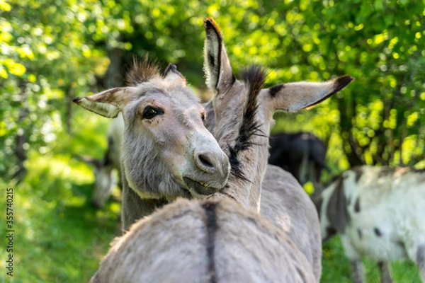 Fototapeta Two grey donkeys hug and kiss each other with their neck crossed. Bonding donkeys in Germany 