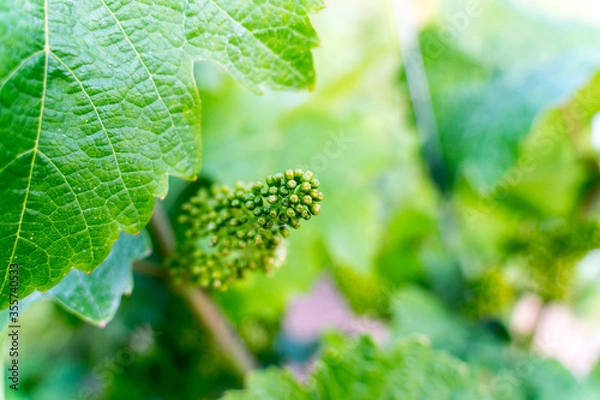 Fototapeta Young immature and green bunch of grapes in vineyards in Germany 