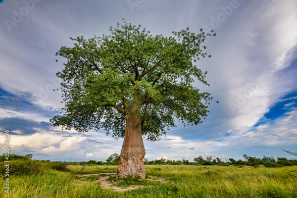 Fototapeta baobab