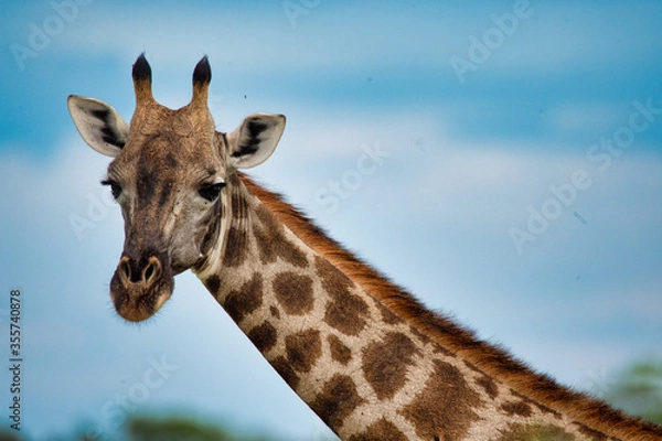 Obraz Giraffe