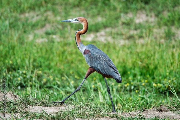 Obraz goliath heron