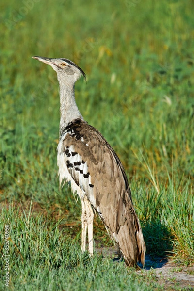 Obraz kori bustard