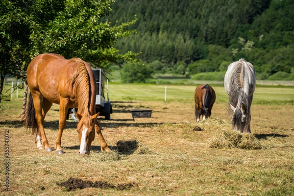 Fototapeta Three horses depasturing with their head down to the hay in Germany , Meerfeld near Meerfelder Maar