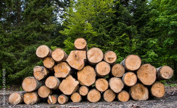 Fototapeta The European silver fir (Abies alba) wooden logs in the forest. Freshly chopped tree logs in a pile