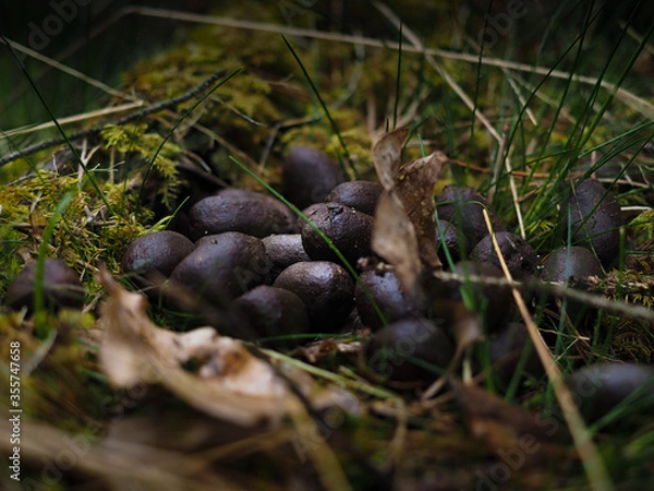 Obraz Moos droppings at low angle close up in forest, partly covered