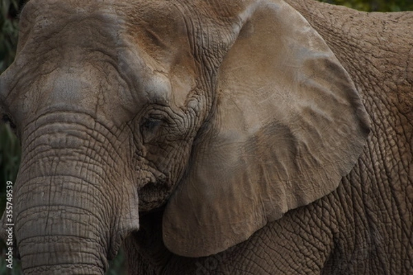Fototapeta elephant closeups