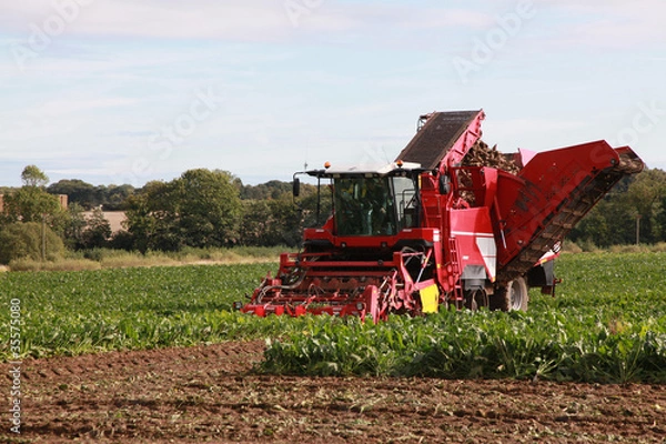 Obraz Harvesting in Norfolk
