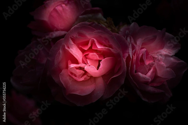 Fototapeta pink rose on black