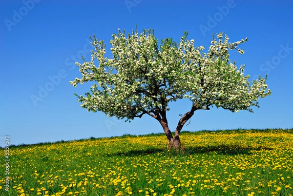 Obraz Apple tree