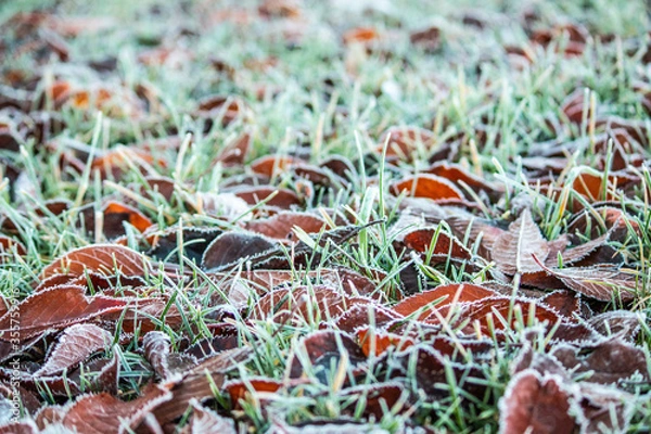 Fototapeta Cold winter morning. Frost on leaves. Leaf covered ground with ice. 