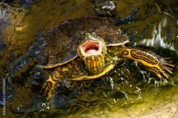 Obraz Hungry yellow-bellied slider turtle with open mouth waiting for food while swimming with giant claws / Wildlife photography