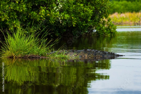 Fototapeta Mexican semiaquatic crocodile known as Morelet's crocodile captured hidden in fresh lake water under disguise  while hunting - wildlife photography