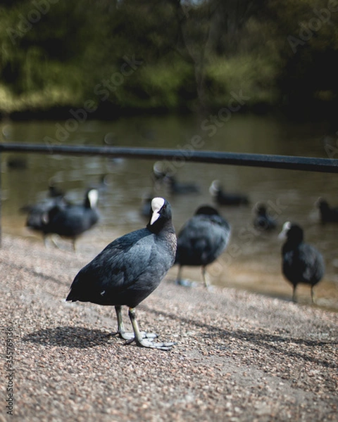 Obraz A group of common coot birds on a lake in a park in London