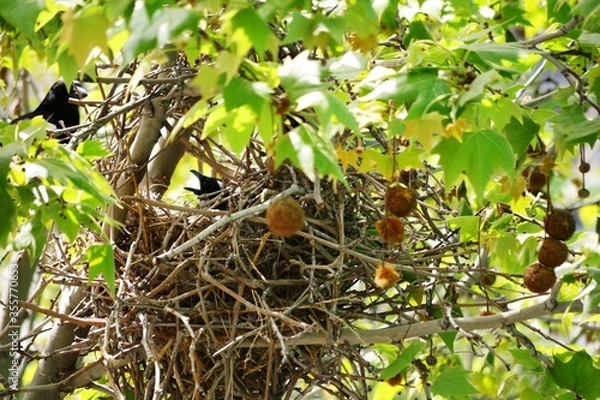 Obraz bird nest on tree