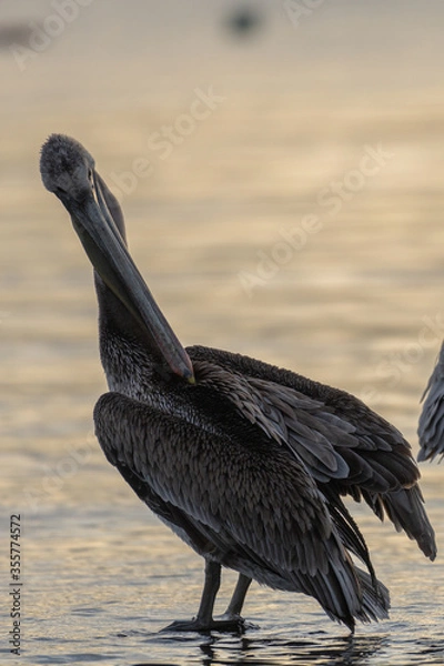 Obraz Beautiful Brown pelican captured at sunrise while cleaning its plumage feather by feather with its long beak on the shore of Sea of Cortez in the Gulf of California in Baja California Mexico