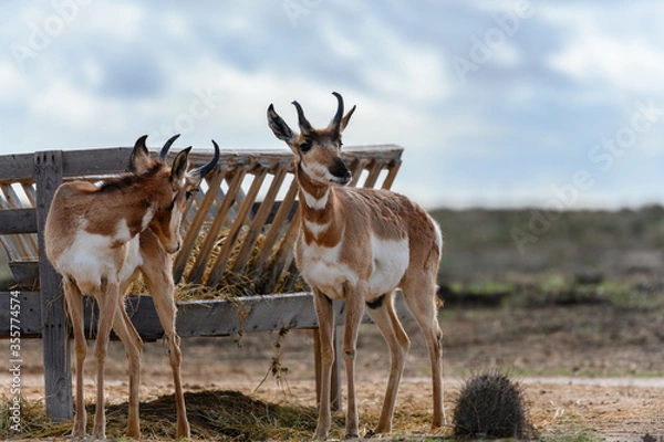 Obraz Antilocapra americana known as Berrendo or a Pronghorn is an almost extinct species from the antelope family captured in Baja California