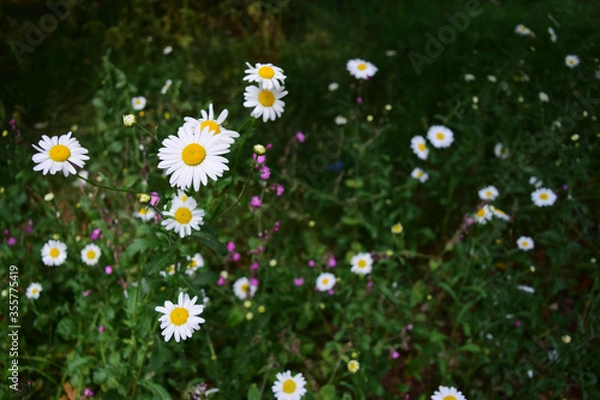 Obraz Cute daisies meadow