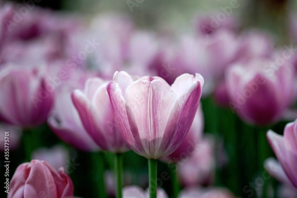 Obraz pink tulip flower