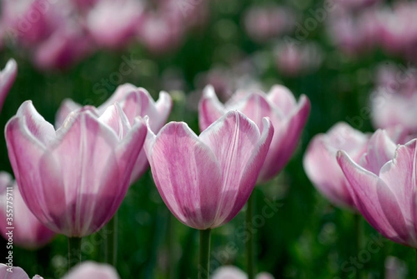 Obraz pink tulip in spring
