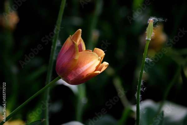 Obraz red tulip flower