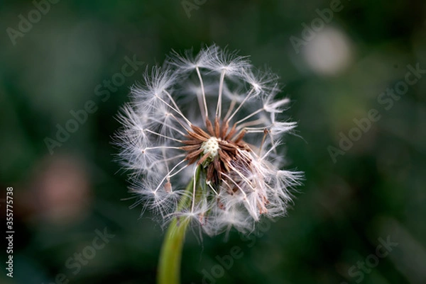 Obraz dandelion on a black background