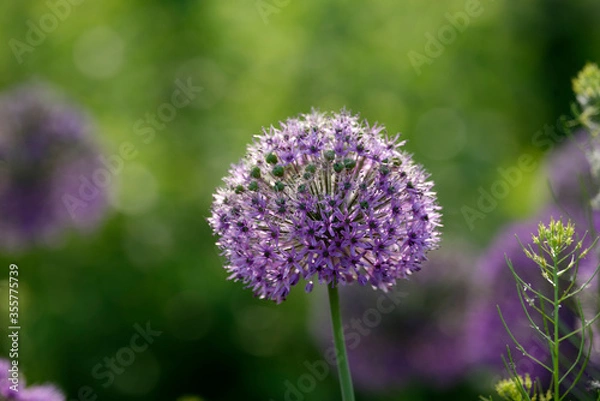 Obraz purple thistle flower